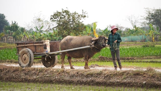 ស្វែងយល់ពីសម្រស់ស្លែរនៃបន្ទាយរាជវង្ស Ho 600 ឆ្នាំនៅ Thanh Hoa - រូបថត 10.