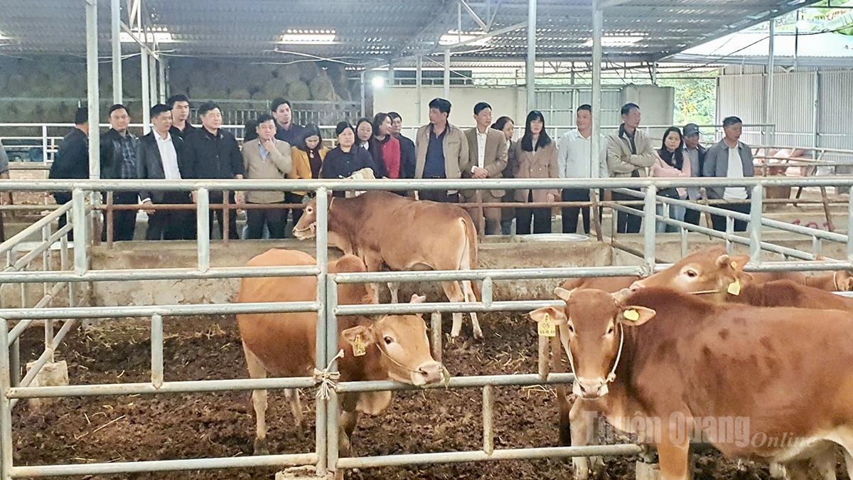 قام المندوبون بزيارة نموذج تربية الأبقار الهمونغ في تعاونية كات لي، بلدية ثوان هوا.