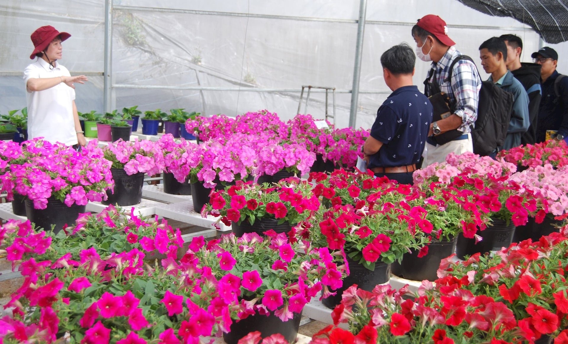 Niederländische, urheberrechtlich geschützte Blumensorten werden im Stadtteil Xuan Truong in Da Lat ausgestellt.