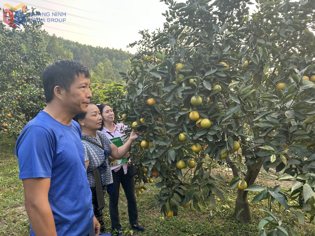 Модель вирощування фруктових дерев приносить людям економічну ефективність.