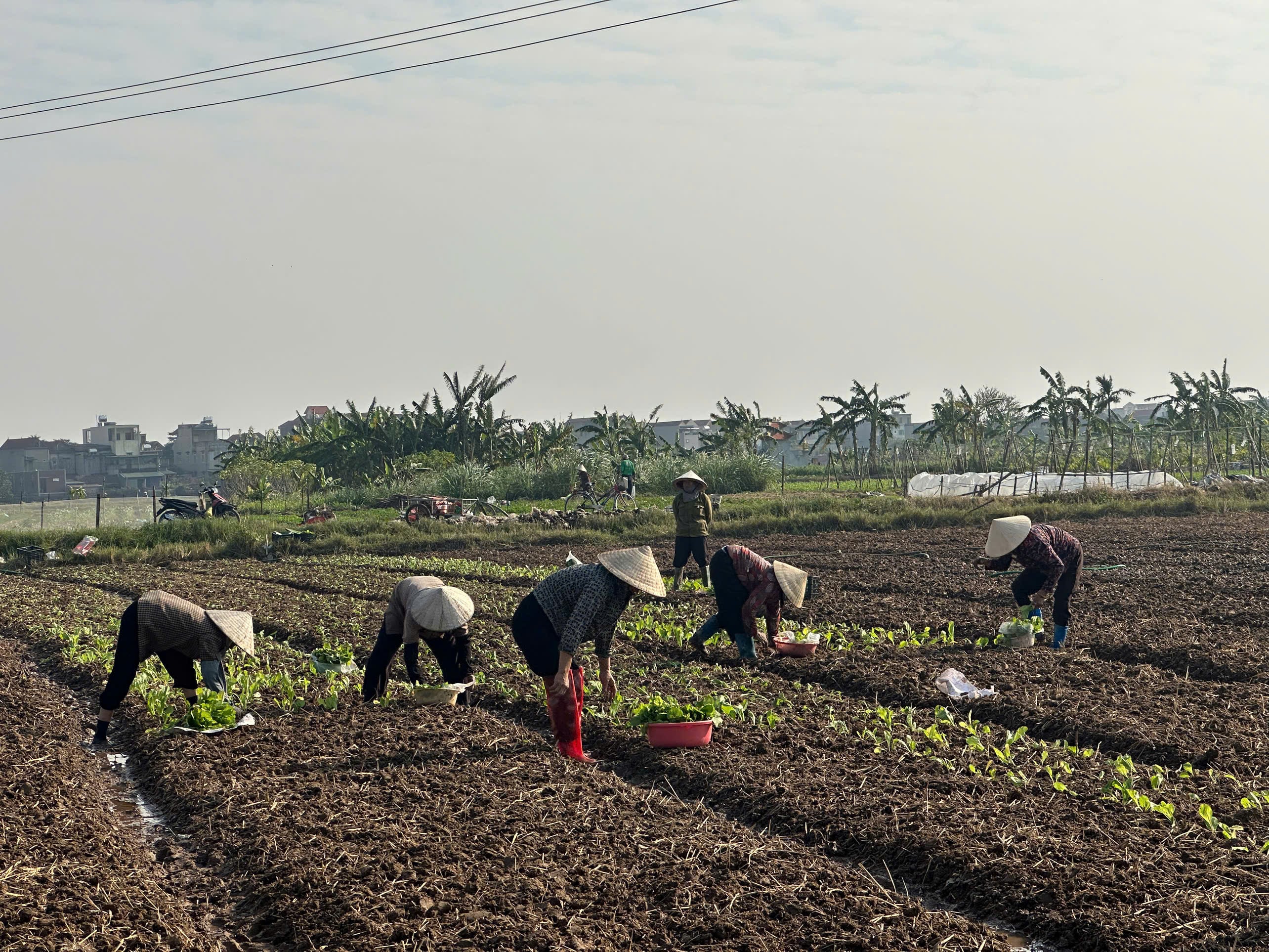 Jordbrukare i Khanh Nhac kommun fokuserar på att odla grönsaker på kort sikt för att betjäna marknaden.