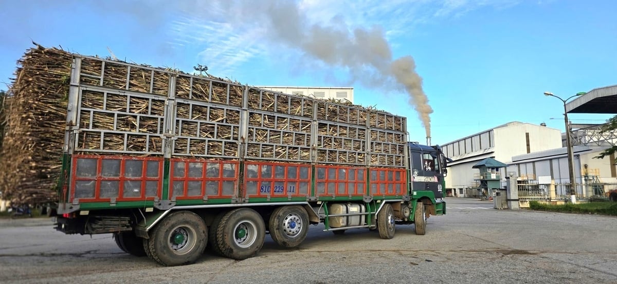 Ngày 2/12, Nhà máy đường An Khê chính thức bước vào niên vụ ép 2025 - 2026. Ảnh: V.Đ.T.