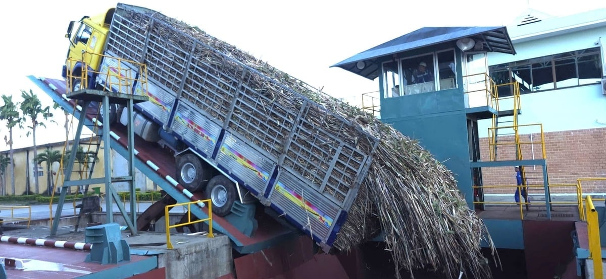 Nhà máy đường An Khê đang thu mua 1 triệu đồng/tấn mía thuần 10 chữ đường tại ruộng. Ảnh: V.Đ.T.