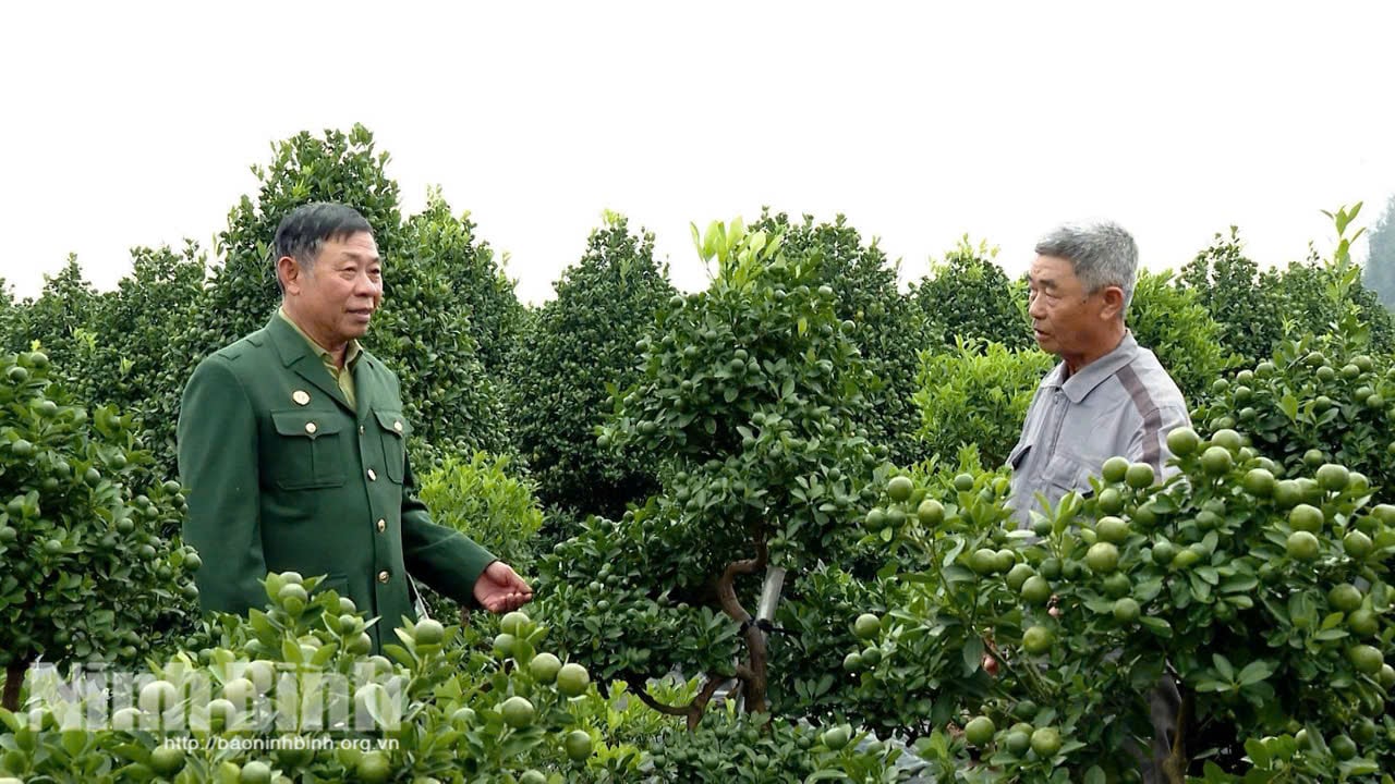 ビンゴテット市場に向けて準備を進めるキンカン畑の隣のビケ地区の退役軍人たち