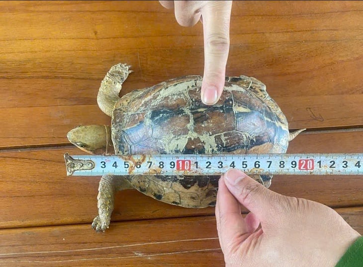 Rùa quý hiếm bò vào vườn, người dân nộp ngay cho phường - Ảnh 1.