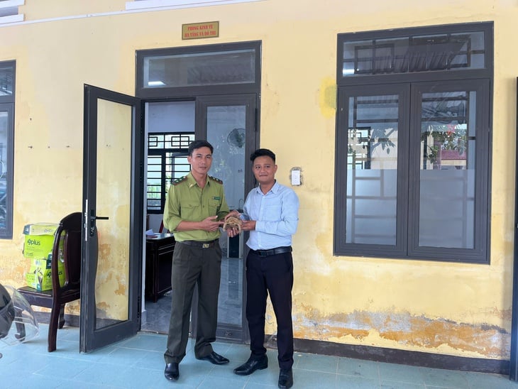 Rùa quý hiếm bò vào vườn, người dân nộp ngay cho phường - Ảnh 2.