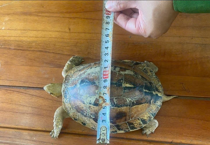 Rùa quý hiếm bò vào vườn, người dân nộp ngay cho phường - Ảnh 3.