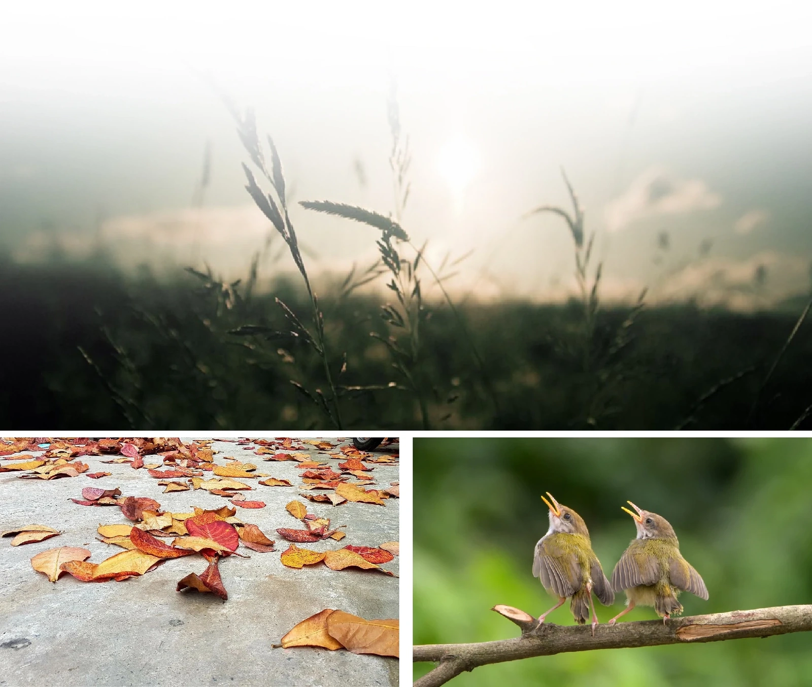 [E-tidning]: Gryningens ljud