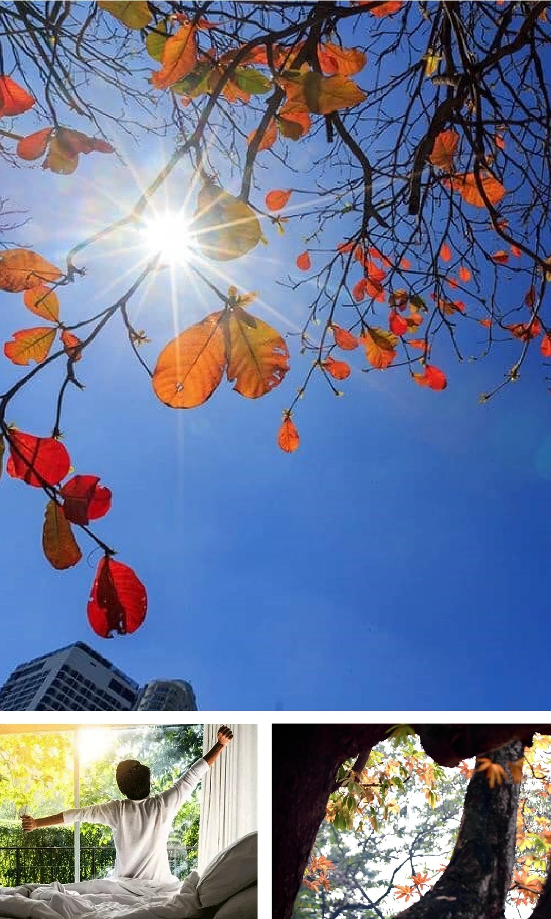 [E-tidning]: Gryningens ljud