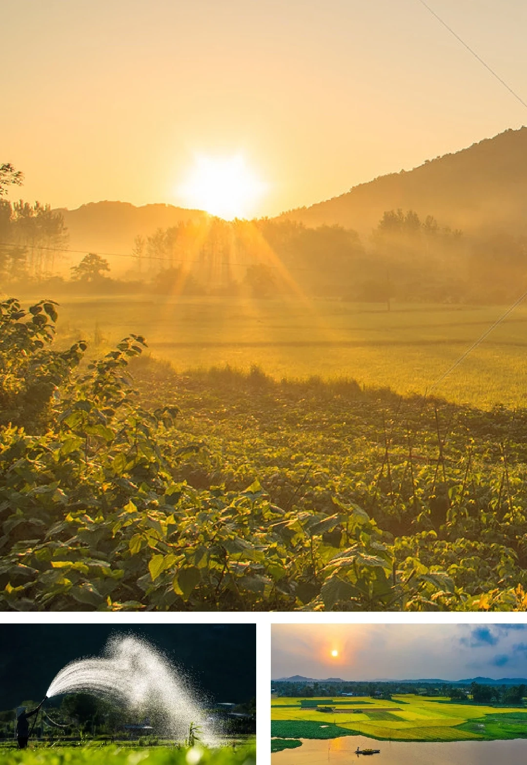 [E-tidning]: Gryningens ljud