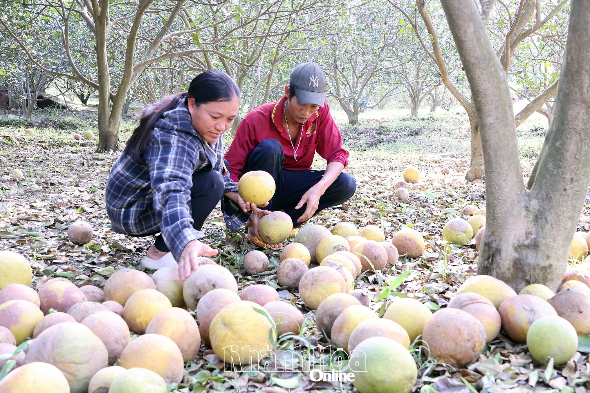 ທ່ານ​ນາງ Luc Thi Quyen ​ແລະ ຜົວ​ໄດ້​ເກັບ​ກ່ຽວ​ໝາກ​ອະງຸ່ນ​ທີ່​ຖືກ​ນ້ຳ​ຖ້ວມ.