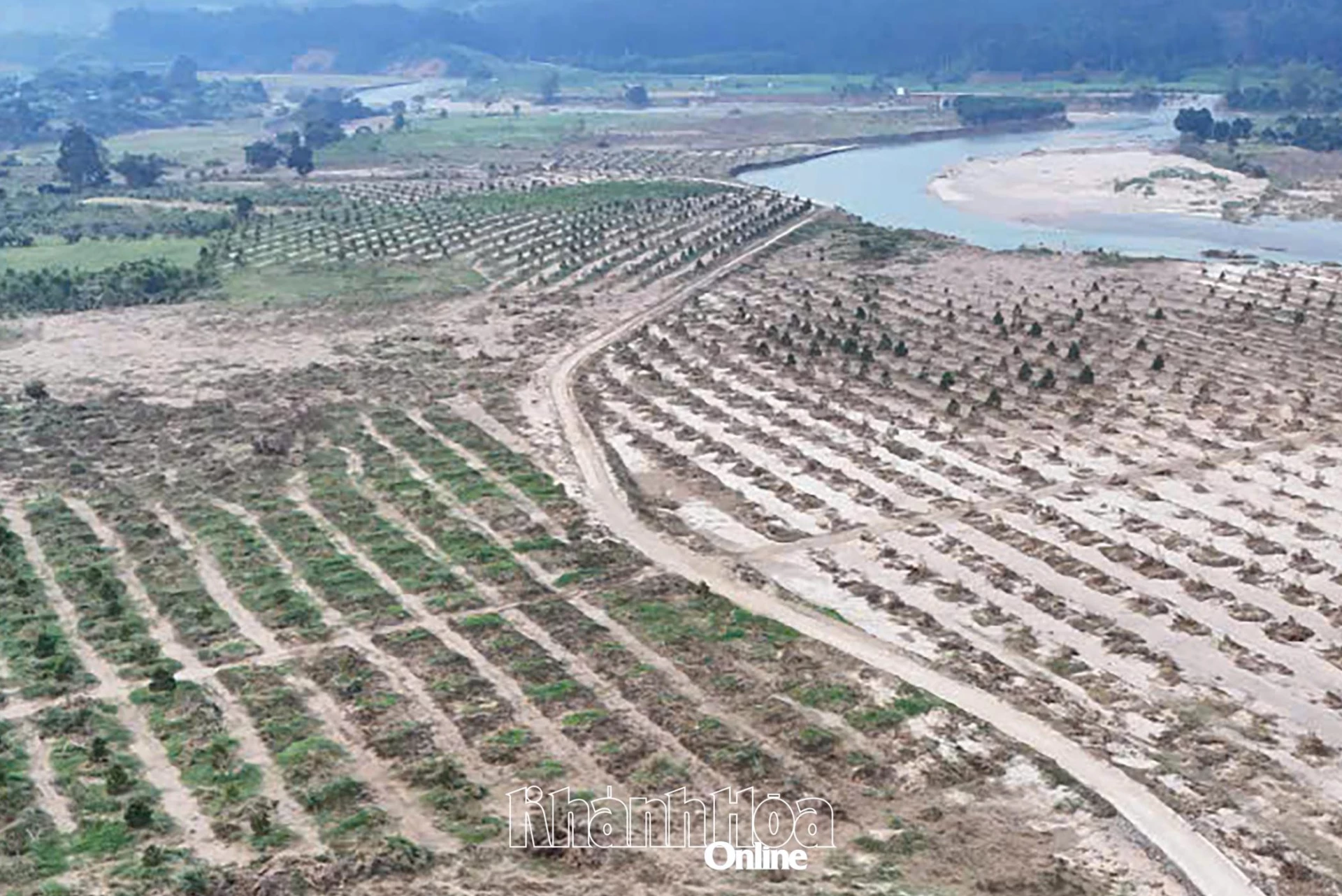 ສວນ​ໝາກ​ເຜັດ​ທີ່​ມີ​ອາ​ຍຸ 3 ປີ​ຂອງ​ຄອບ​ຄົວ​ທ່ານ ຫງວຽນ​ວູ​ແອງ​ຢຸງ ຢູ່​ຕາ​ແສງ ໄຕ​ງວຽນ ຖືກ​ນ້ຳ​ຖ້ວມ.