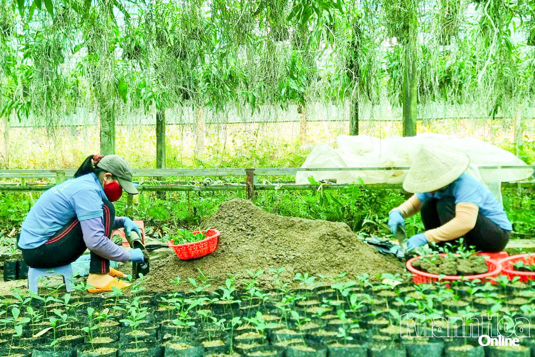 Anställda på Ba Ninh Company Limited (Hoa Thang-distriktet) planterar plantorna av xao tam phan.