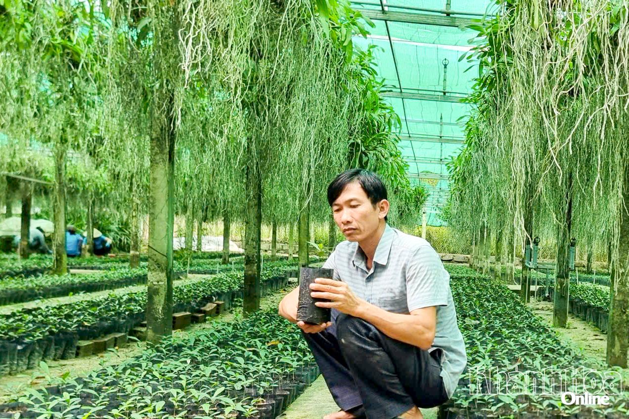 Herr Tran Ba ​​​​Ninh - Direktör för Ba Ninh Company Limited (Hoa Thang-distriktet) tar hand om xa tam phan-plantorna.