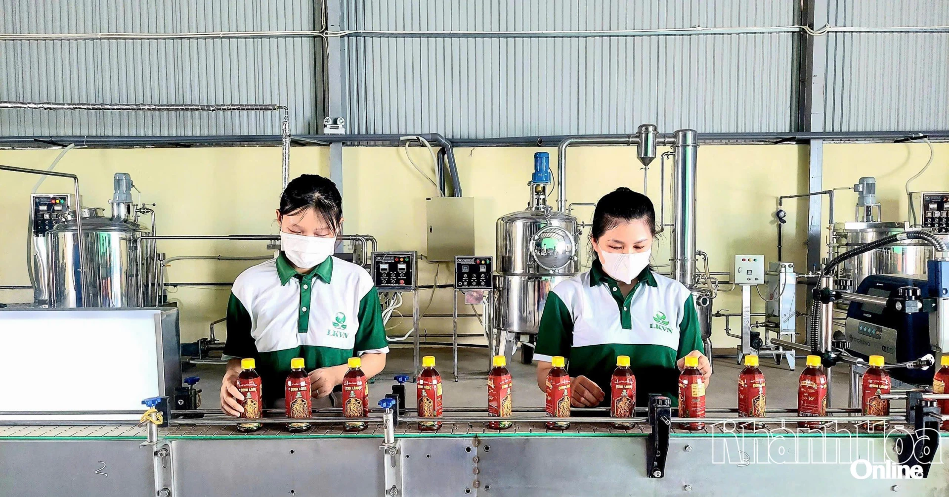 Vattenproduktionslinje för Polyscias fruticosa från Lien Ket Vietnam Herbal Joint Stock Company (Ninh Son kommun).