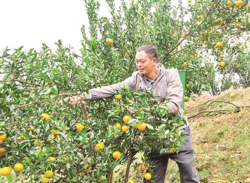 ດ້ວຍ​ເນື້ອ​ທີ່​ກວ່າ 700 ​ເຮັກຕາ, ​ເມືອງ​ງອຍ​ແມ່ນ​ເຂດ​ປູກ​ໝາກກ້ຽງ​ໃຫຍ່​ທີ່​ສຸດ​ຢູ່​ແຂວງ ລາວ​ກາຍ.