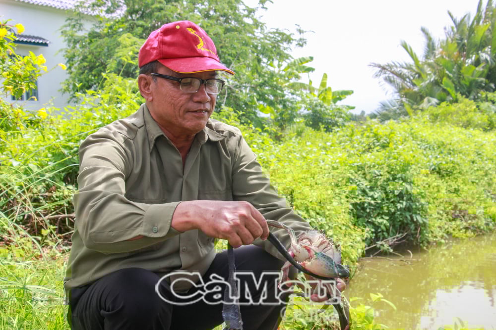 Ca Mau yengecine Fikri Mülkiyet Dairesi tarafından Coğrafi İşaret Kayıt Belgesi verilmiştir.
