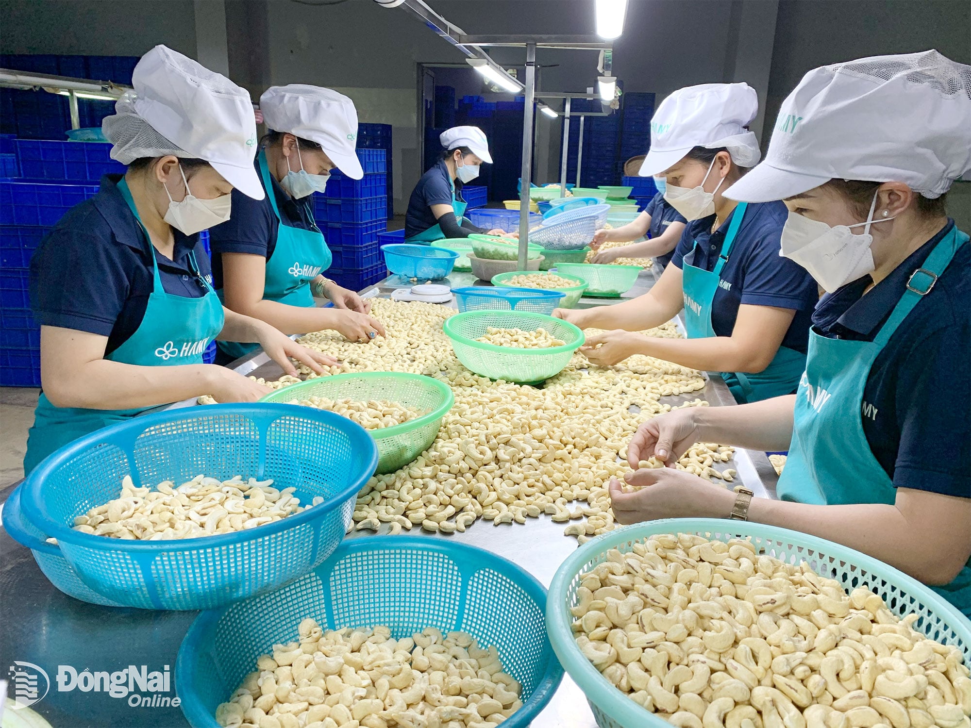 Arbeiter der Ha My Joint Stock Company sortieren weiße Cashewkerne. Foto: Minh Luan