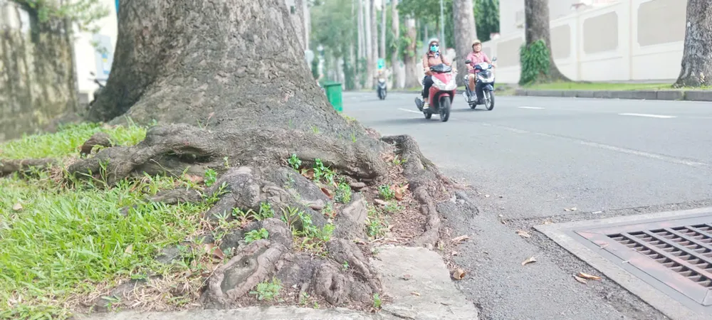 Røttene til et tre på Huyen Tran Cong Chua-gaten (Ben Thanh-distriktet, HCMC) stakk ut og trengte inn i veien. Foto: MINH HAI
