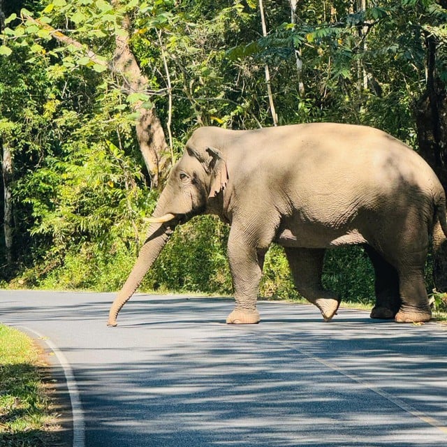 Voi rừng cản đường đội tuyển xe đạp Việt Nam tập luyện ở Thái Lan: SEA Games 33 nhiều chuyện ‘lạ’- Ảnh 3.