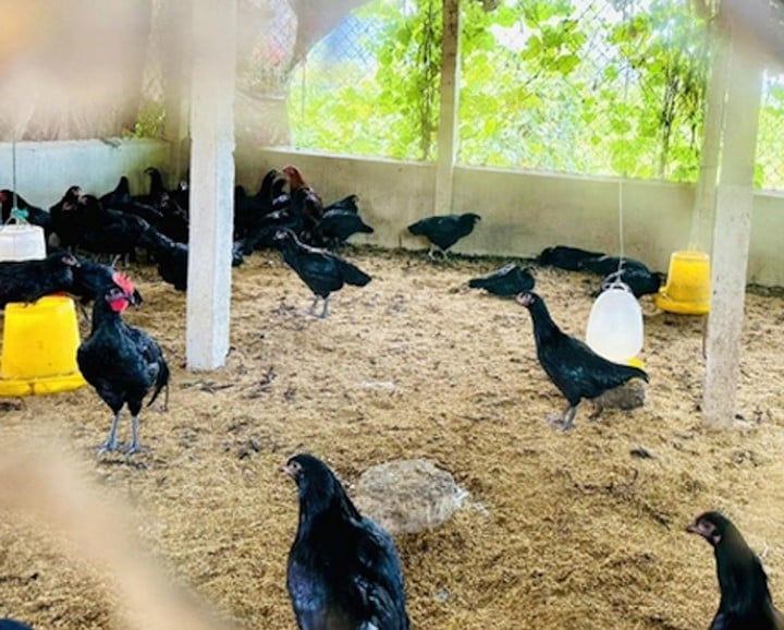 A falusi vének útmutatásának köszönhetően A Luoi számos szegény háztartása mezőgazdasági gazdálkodási modelleket vezetett be, és magas gazdasági hatékonyságot ért el.