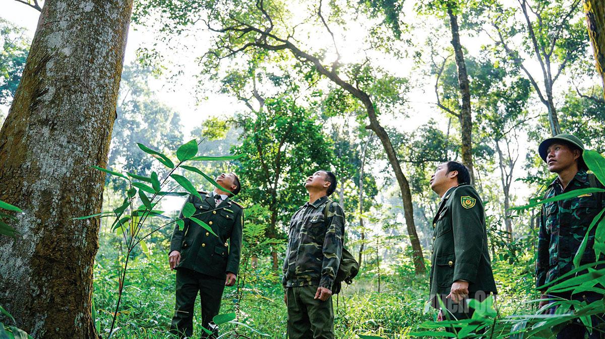 Tan Trao bewahrt derzeit viele jahrhundertealte Bäume.