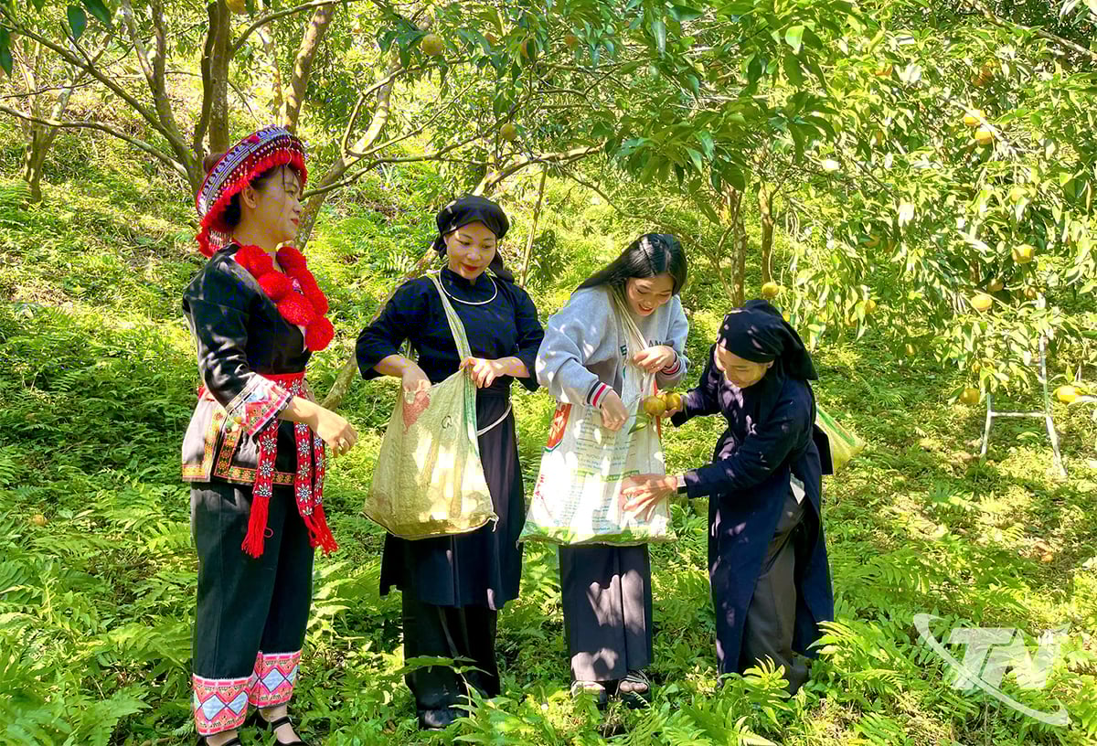 Kath, chị Thơm và bà con tại vườn, nơi những quả quýt chín tỏa hương
ngọt dịu.