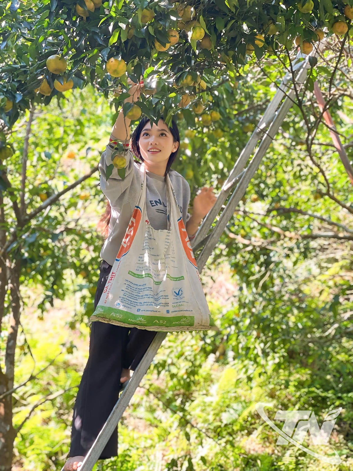 Màu vàng của những quả quýt chín khiến Kath
không khỏi ngạc nhiên và thích thú khi hái
từng quả.