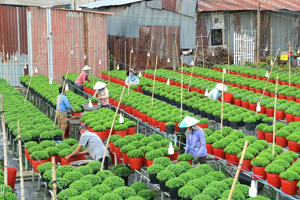 Dong Thap pořádá v roce 2025 2. ročník květinového a okrasného festivalu Sa Dec s názvem „Barvy květin nového dne“ – foto 5