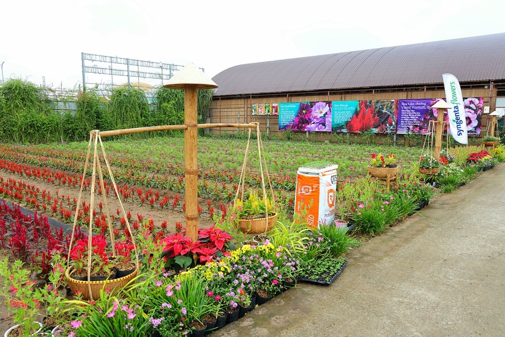 Dong Thap pořádá v roce 2025 2. ročník květinového a okrasného festivalu Sa Dec s názvem „Barvy květin nového dne“ – foto 6
