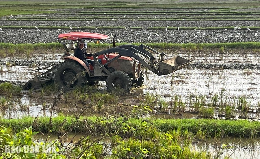বীজ পাওয়া গেলেই বপনের জন্য প্রস্তুত হওয়ার জন্য মানুষ জমি প্রস্তুত করতে শুরু করেছে।