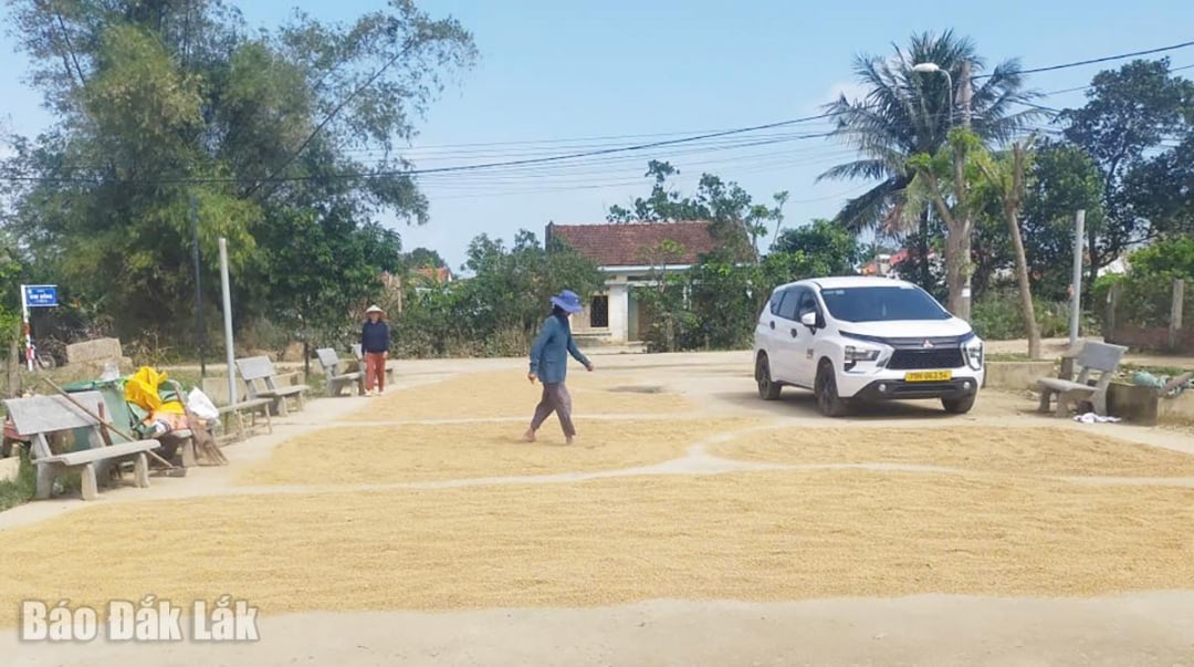 রোদের সুযোগ নিয়ে, লোকেরা শীত-বসন্তের ফসলের জন্য বীজ তৈরির জন্য জলাবদ্ধ নয় এমন ধান শুকিয়ে নেয়।