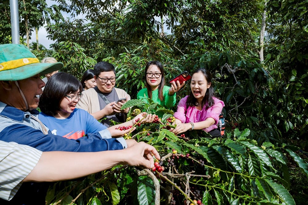 Mot veikartet for å bygge opp dokumentasjonen «Kunnskap om dyrking og foredling av kaffe i Dak Lak» som skal sendes til UNESCO – bilde 5