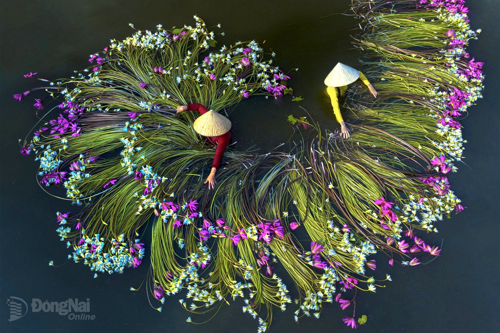 Waterlelies plukken - een belangrijk werk van Khanh Phan.