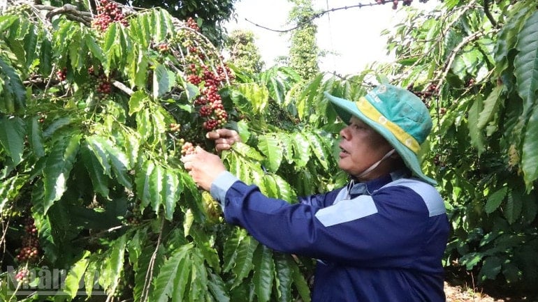 Dak Lak-provinsen bygger opp et dokument med tittelen «Kunnskap om dyrking og foredling av Dak Lak-kaffe» som skal sendes til UNESCO for inkludering på listen over god praksis for beskyttelse av menneskehetens immaterielle kulturarv. ndo_bl_img-8577-9352.jpg
