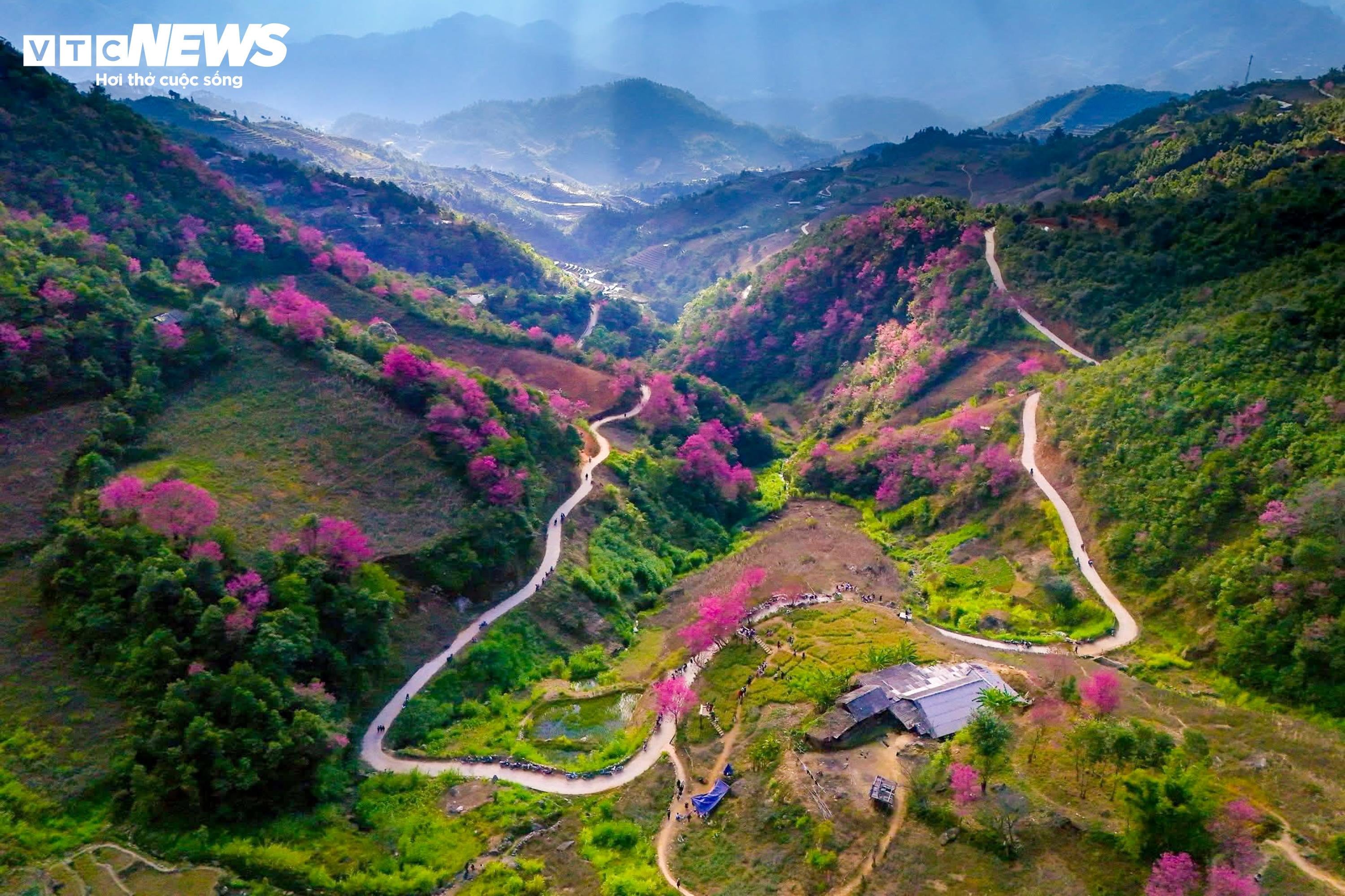 Το έντονο ροζ χρώμα των λουλουδιών καλύπτει τα βουνά και τα δάση του Mu Cang Chai στη μέση του χειμώνα - 1