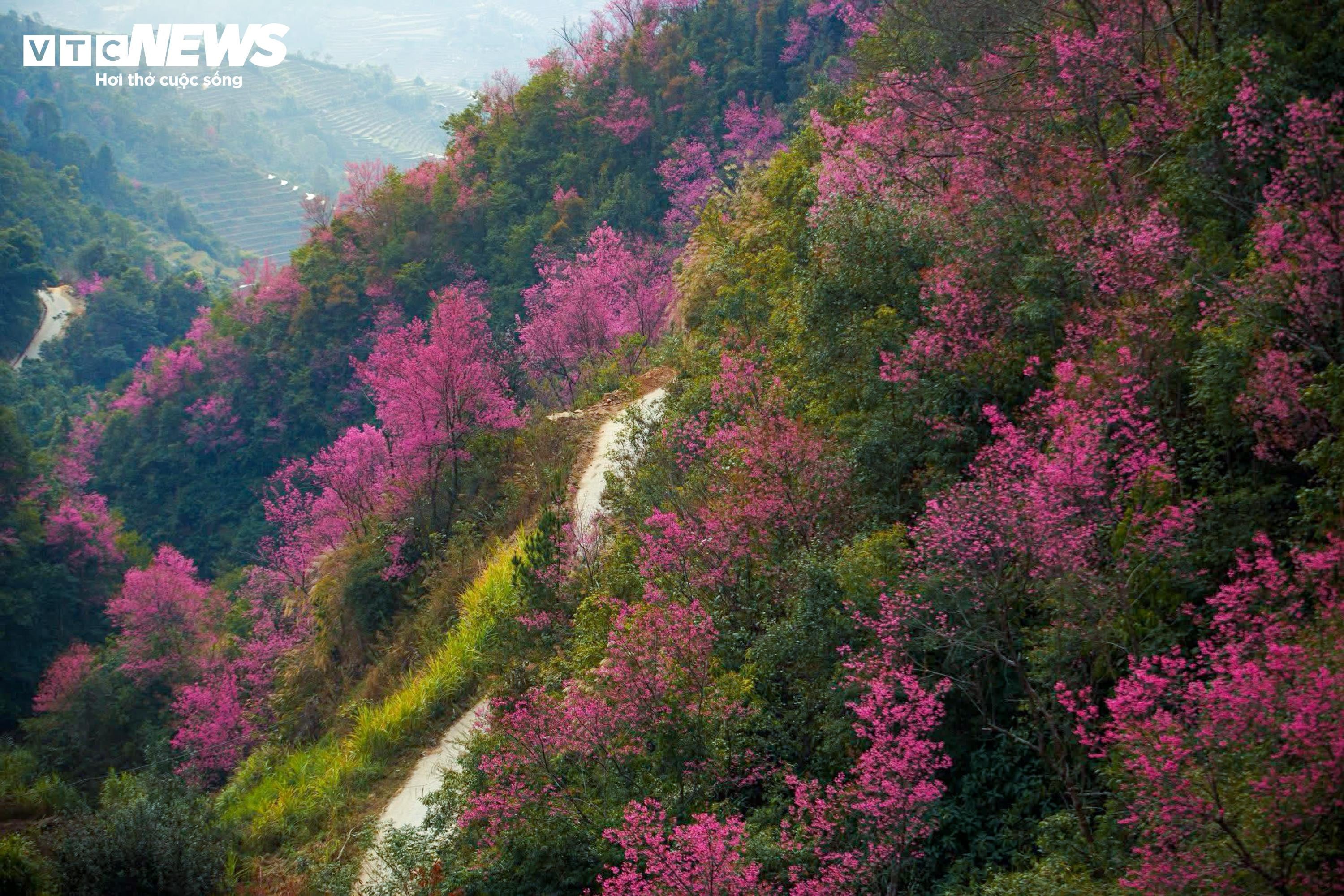 Το έντονο ροζ χρώμα των λουλουδιών καλύπτει τα βουνά και τα δάση του Mu Cang Chai στη μέση του χειμώνα - 2