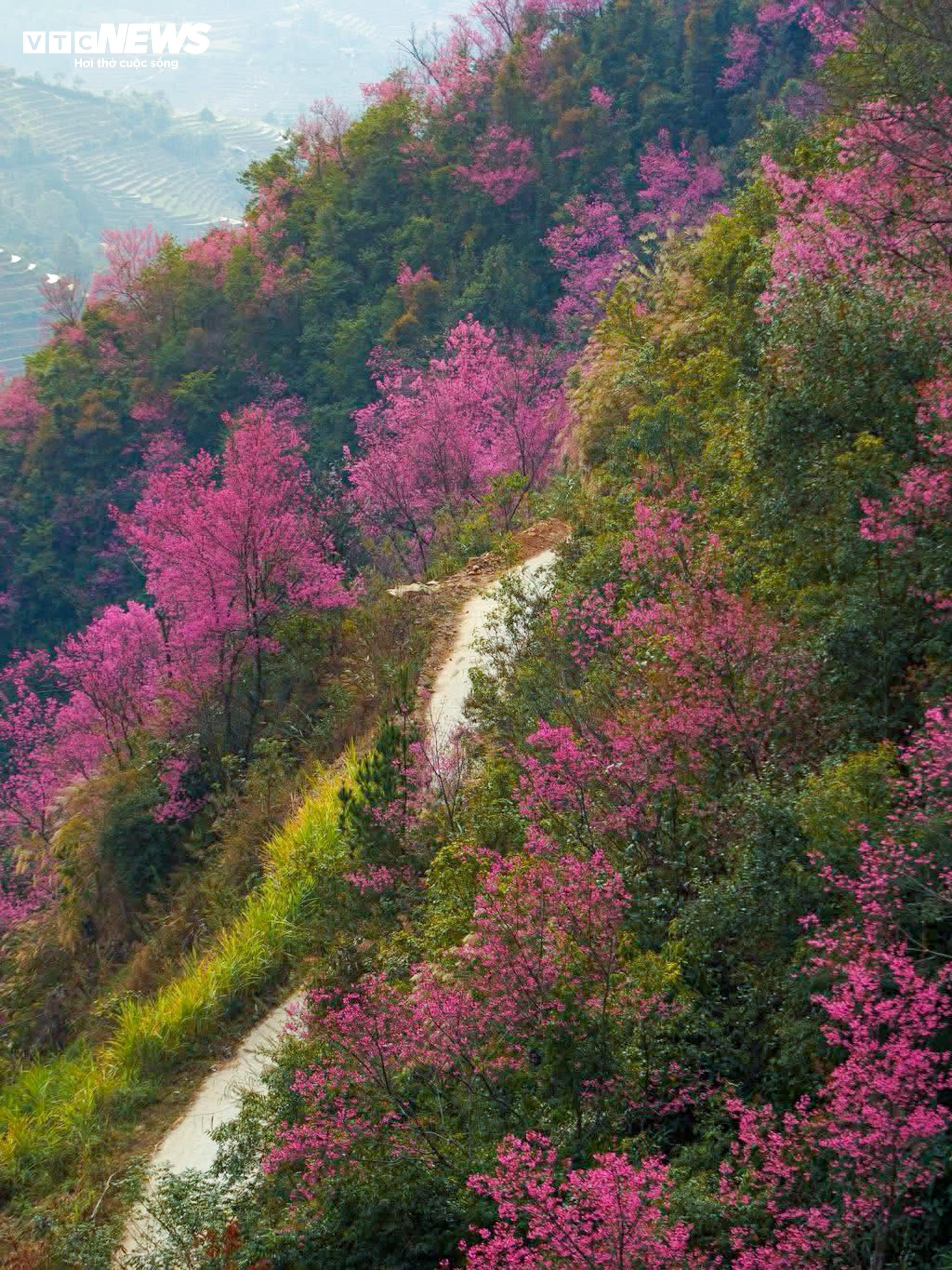 Το έντονο ροζ χρώμα των λουλουδιών καλύπτει τα βουνά και τα δάση του Mu Cang Chai στη μέση του χειμώνα - 3