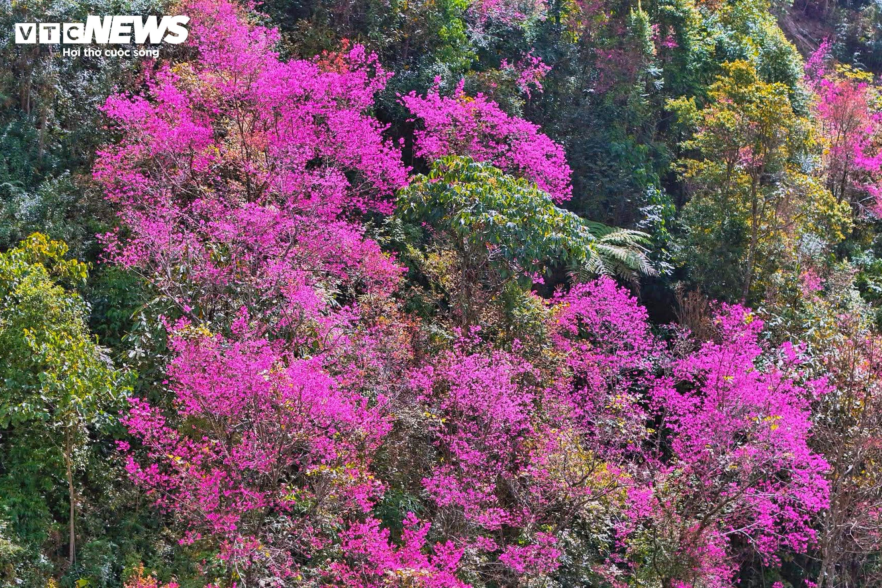 Το έντονο ροζ χρώμα των λουλουδιών καλύπτει τα βουνά και τα δάση του Mu Cang Chai στη μέση του χειμώνα - 4