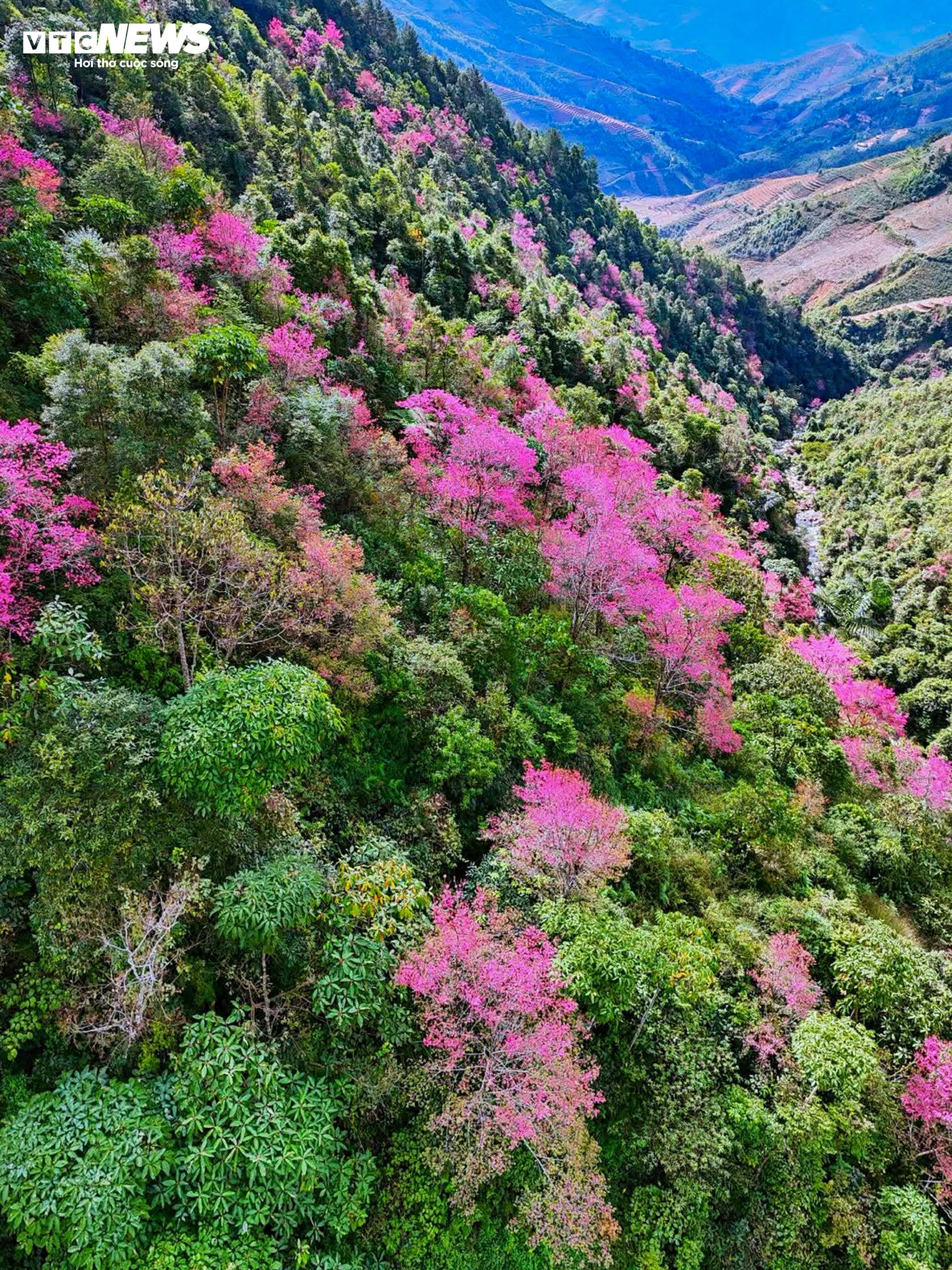 Το έντονο ροζ χρώμα των λουλουδιών καλύπτει τα βουνά και τα δάση του Mu Cang Chai στη μέση του χειμώνα - 5