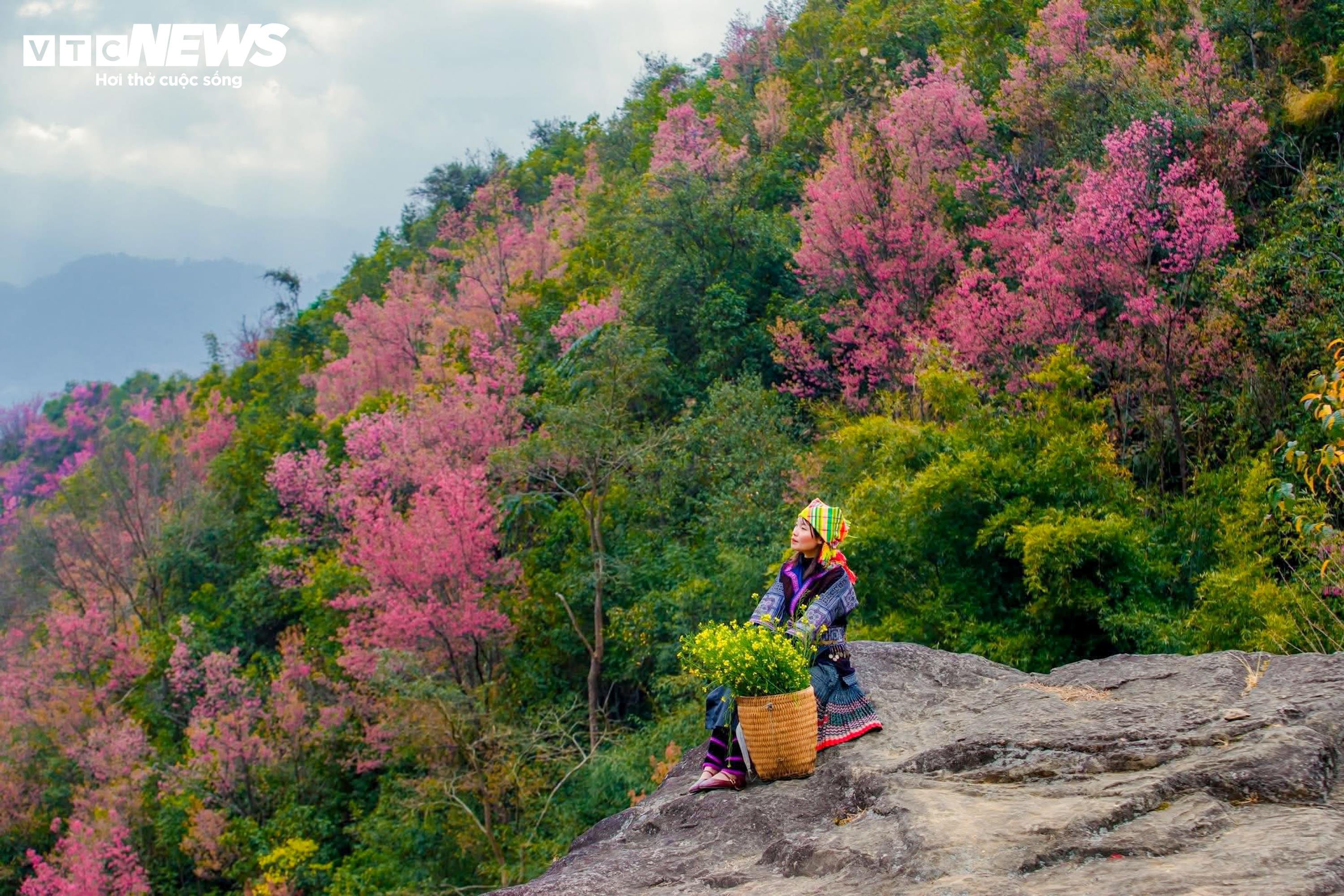 Το έντονο ροζ χρώμα των λουλουδιών καλύπτει τα βουνά και τα δάση του Mu Cang Chai στη μέση του χειμώνα - 6