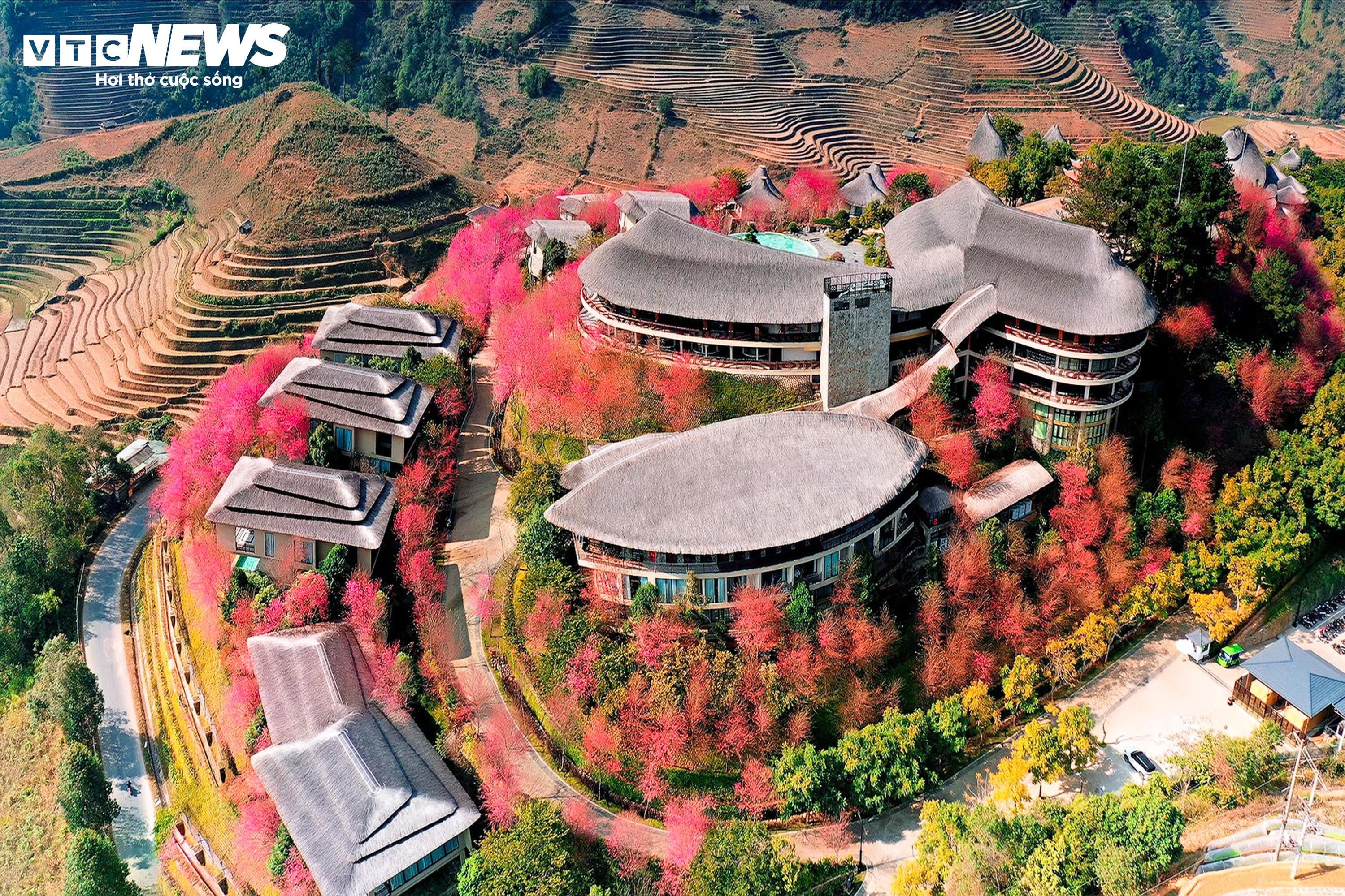 Το έντονο ροζ χρώμα των λουλουδιών καλύπτει τα βουνά και τα δάση του Mu Cang Chai στη μέση του χειμώνα - 7