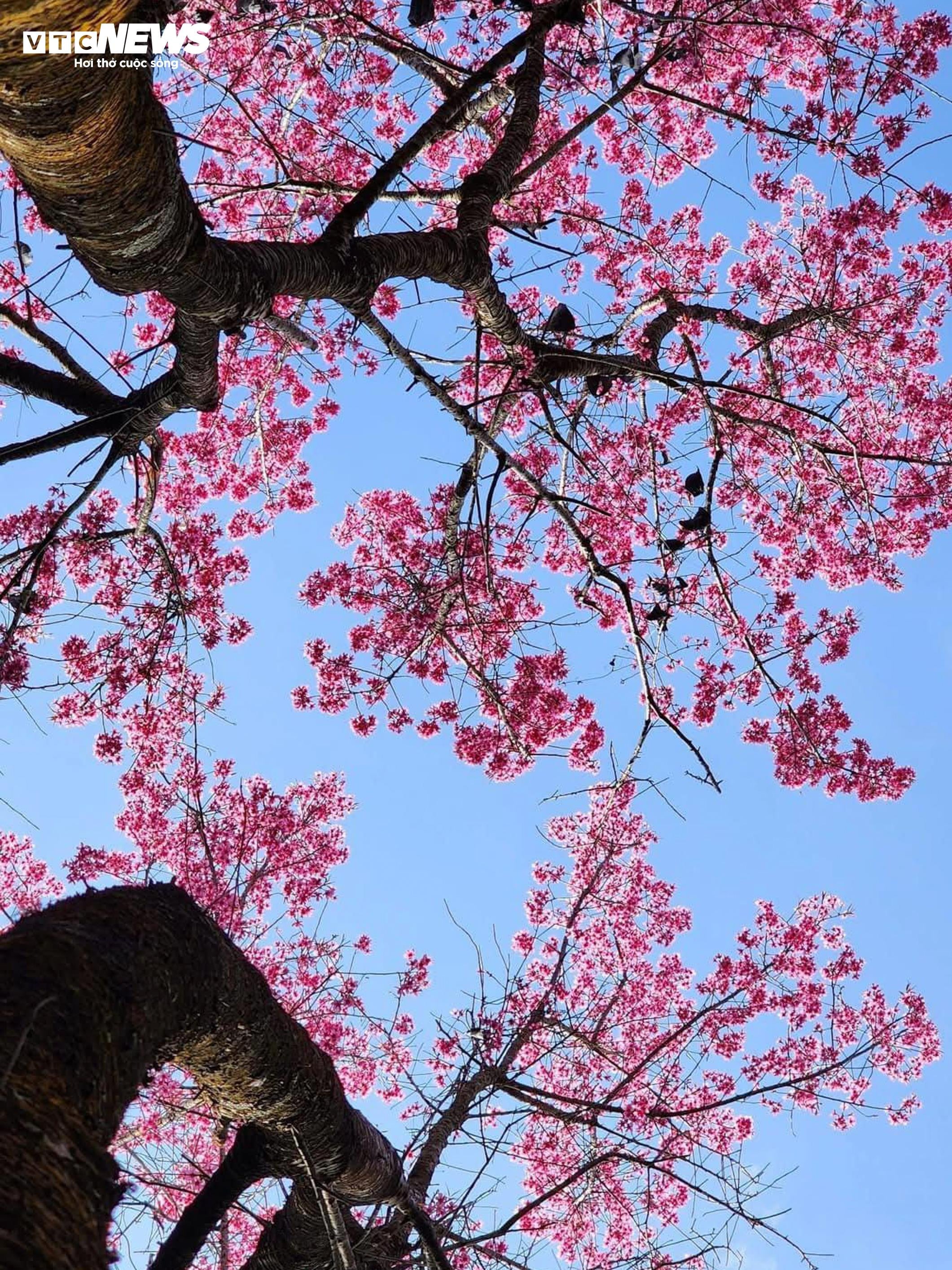 Το έντονο ροζ χρώμα των λουλουδιών καλύπτει τα βουνά και τα δάση του Mu Cang Chai στη μέση του χειμώνα - 8