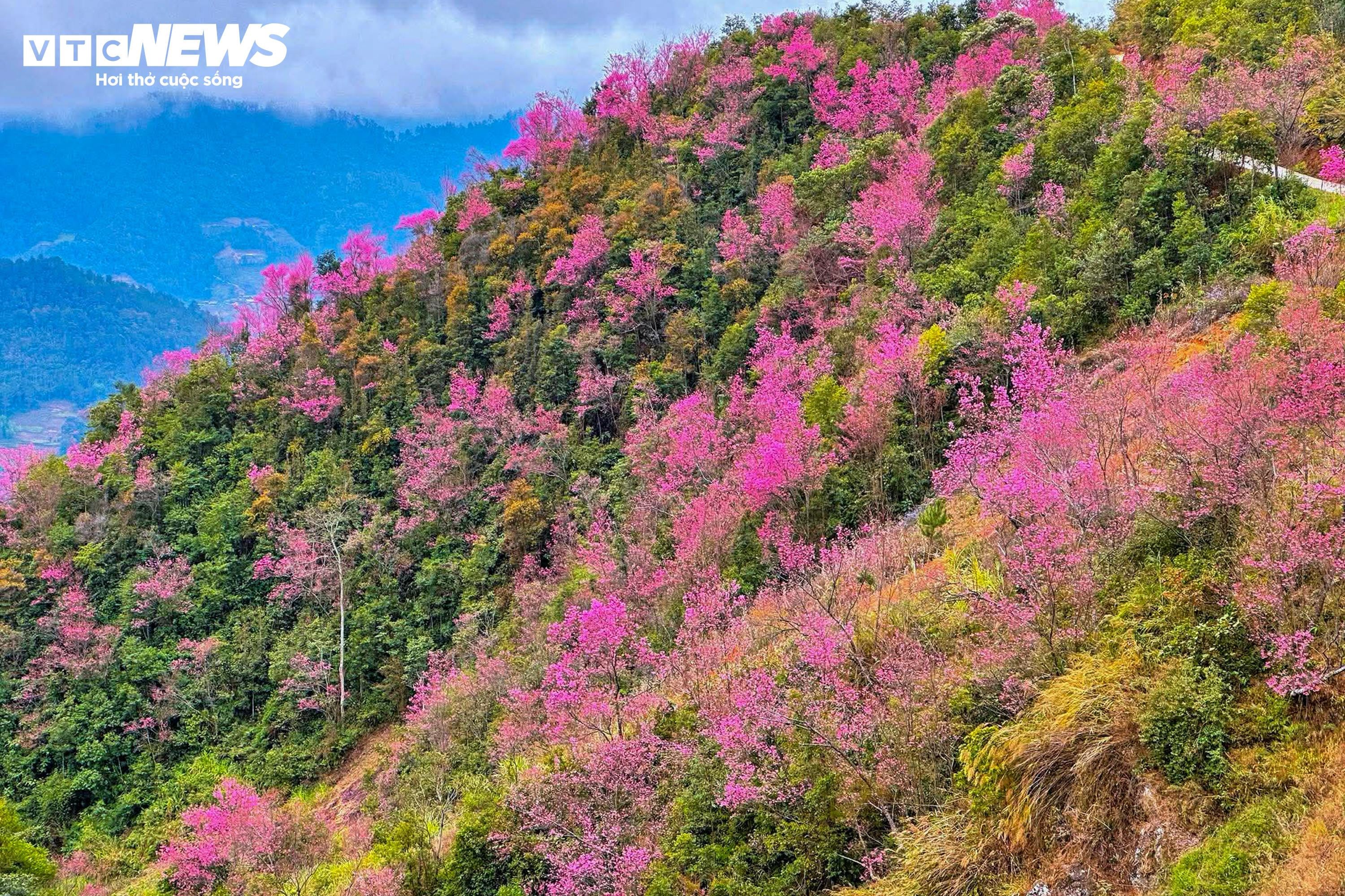 Το έντονο ροζ χρώμα των λουλουδιών καλύπτει τα βουνά και τα δάση του Mu Cang Chai στη μέση του χειμώνα - 9