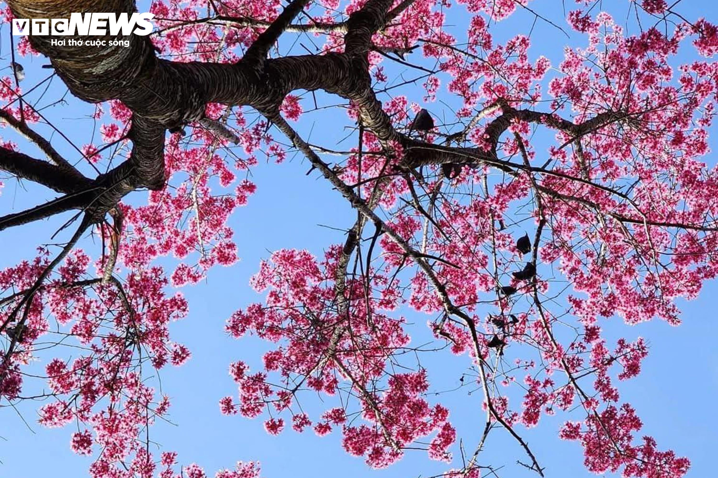 Το έντονο ροζ χρώμα των λουλουδιών καλύπτει τα βουνά και τα δάση του Mu Cang Chai στη μέση του χειμώνα - 10