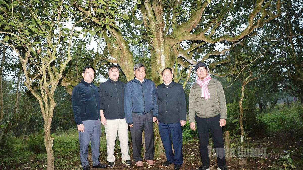 Kumpulan kerja Kementerian Pertanian dan Alam Sekitar meninjau hutan teh kuno Shan Tuyet di komune Ho Thau.