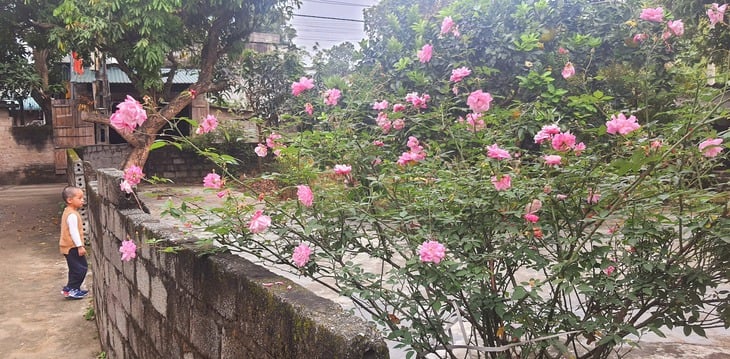 mái ấm - Ảnh 1.