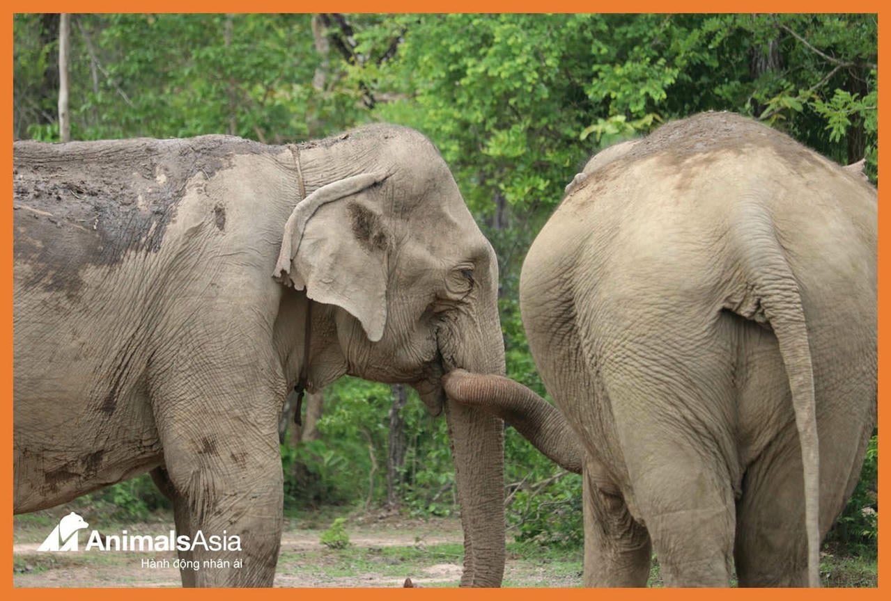 ผู้ดูแลช้างในป่ายกดอน