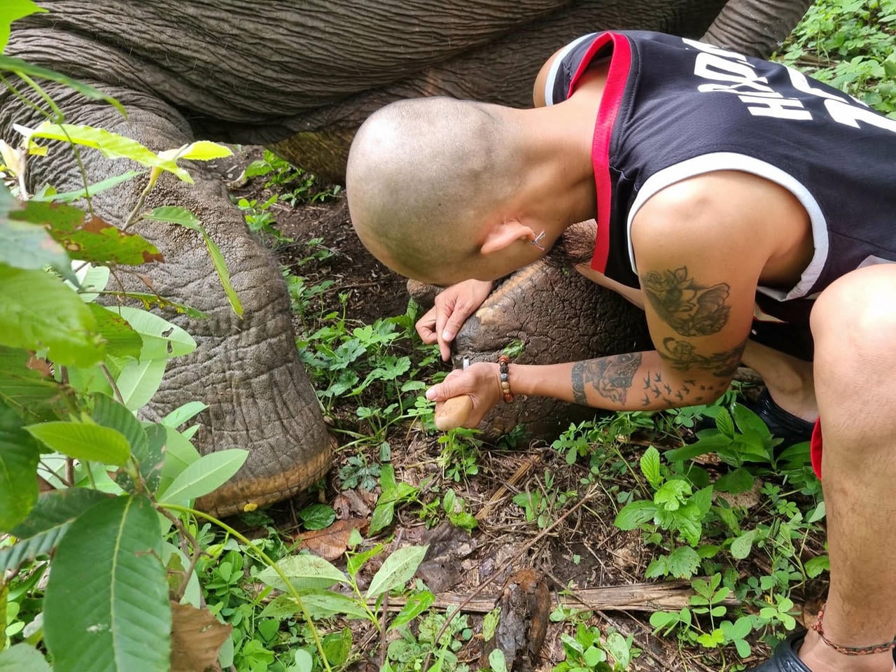 ผู้ดูแลช้างในป่ายกดอน