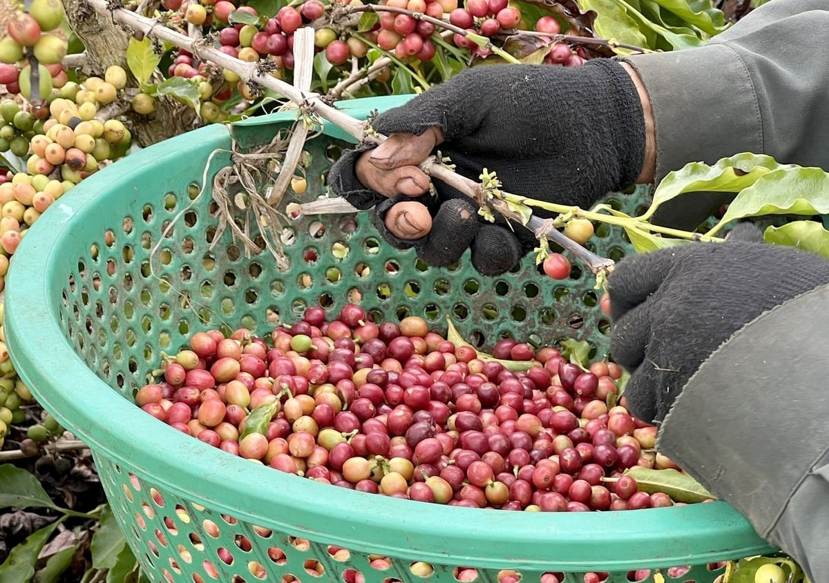 Aktuelle Kaffeepreise im In- und Ausland am 7. Dezember 2025 Giá cà phê hôm nay 7/12/2025 ở trong nước và thế giới mới nhất